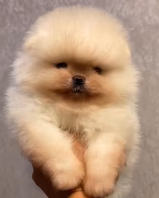 spitz di pomerania nano 