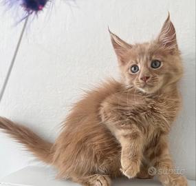 Maine Coon