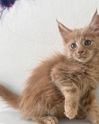 Maine Coon