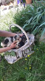 Cuccioli Australian Shepperd