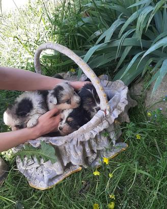 Cuccioli Australian Shepperd