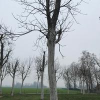 Ceppo di legno in noce