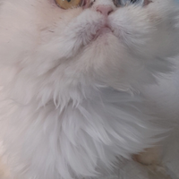 Occhi bicolore persiana