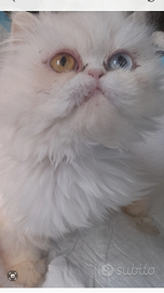 Occhi bicolore persiana