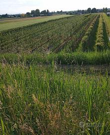 Terreno agricolo irriguo di 7,5 ettari e rustico