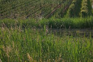 Terreno agricolo irriguo di 7,5 ettari e rustico