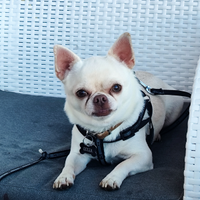 Maschio chihuahua puro disponibile per monte