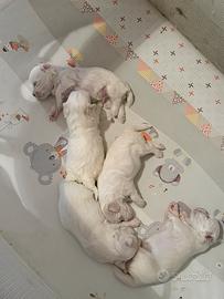 Maltese