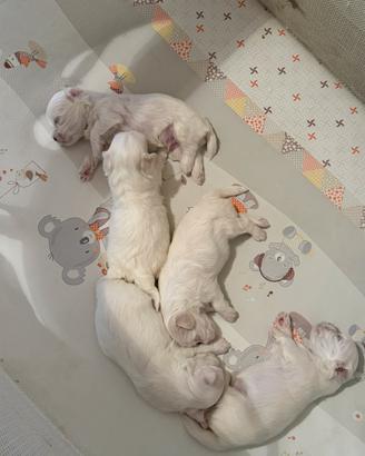 Maltese
