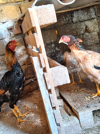 Gallo e galline shamo