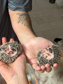 Cuccioli ricci africani