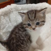 Cucciolo di Scottish Straight