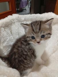 Cucciolo di Scottish Straight