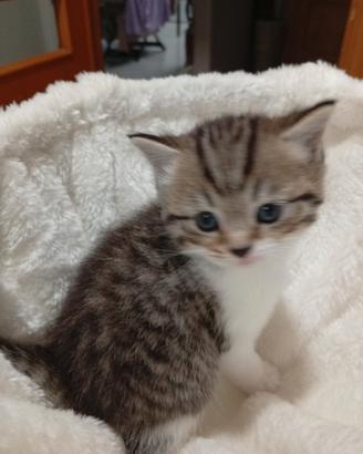 Cucciolo di Scottish Straight
