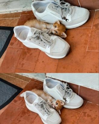 Gattino arancione dolcissimo