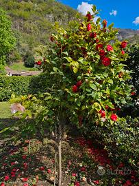 CAMELIA SASANQUA