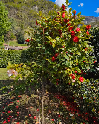 CAMELIA SASANQUA