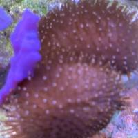 Acquario Marino coralli