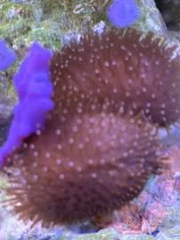 Acquario Marino coralli