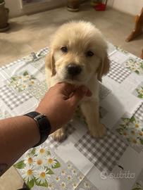 Cuccioli golden retriever