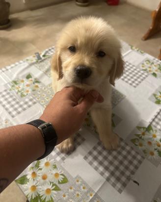 Cuccioli golden retriever