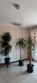 piante ornamentali da interno