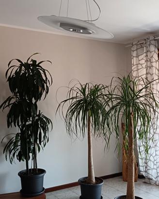 piante ornamentali da interno