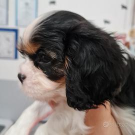 Cucciolo Cavalier king charles spaniel