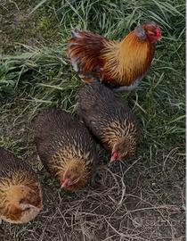 Galline Araucana