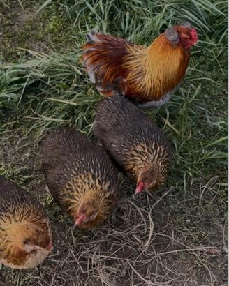 Galline Araucana