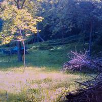 gratis prato da tagliare 