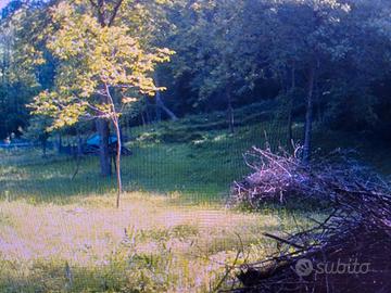 gratis prato da tagliare 