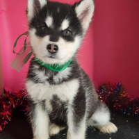 Alaskan Malamute cuccioli