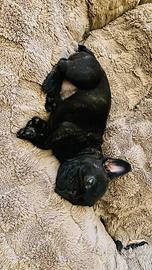 Bulldog francese
