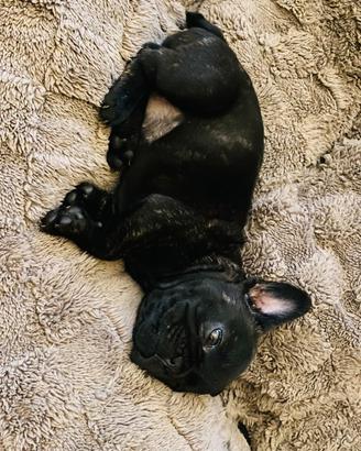 Bulldog francese