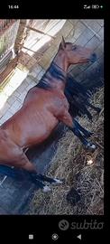 Cavalla purosangue