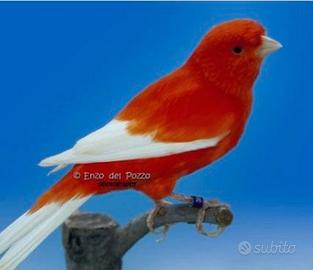 Canarini rosso ala bianca