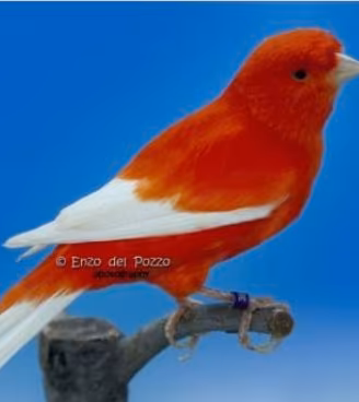 Canarini rosso ala bianca