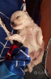 bichon 