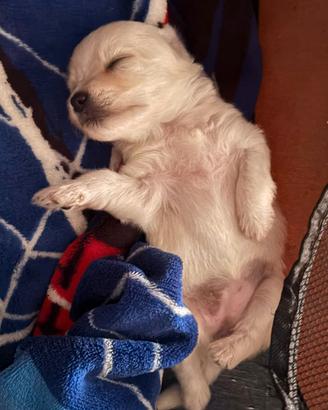 bichon 