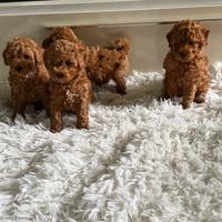 Cuccioli barboncino toy maschio e femmine