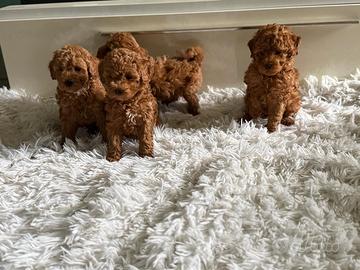 Cuccioli barboncino toy maschio e femmine