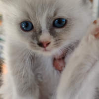 Cuccioli di Ragdoll nati il 21 settembre