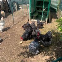 Galline Orpington