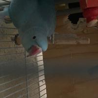 Parrocchetti dal collare blu e verde