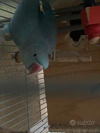 Parrocchetti dal collare blu e verde