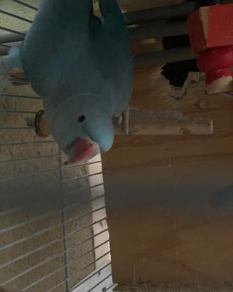 Parrocchetti dal collare blu e verde