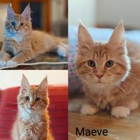 Maine coon