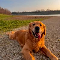 Golden retriever per monta