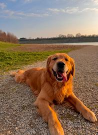Golden retriever per monta